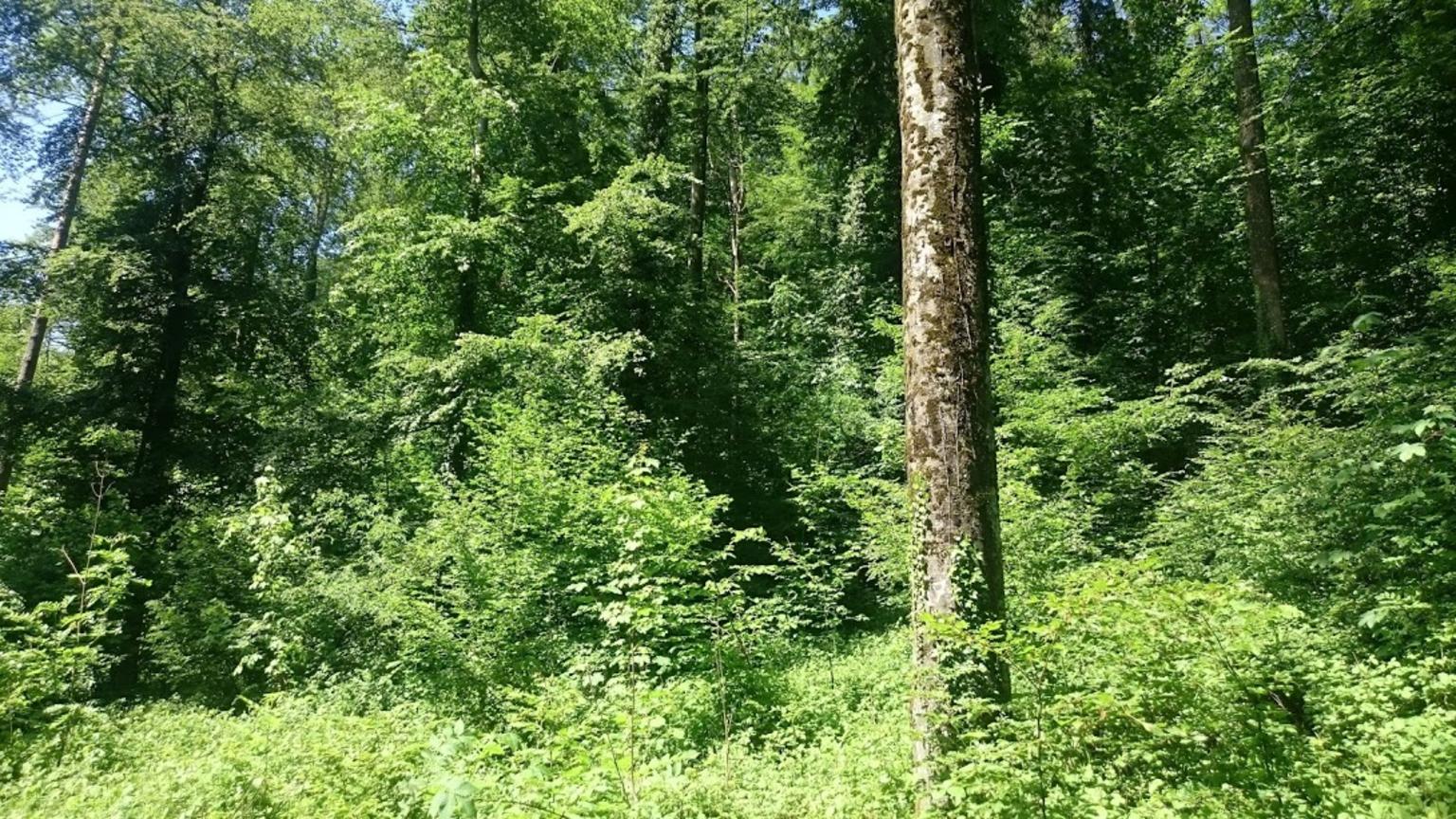 Informationen für Waldbesitzende header image 1