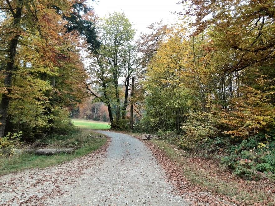 Informationen für Waldinteressierte header image 2