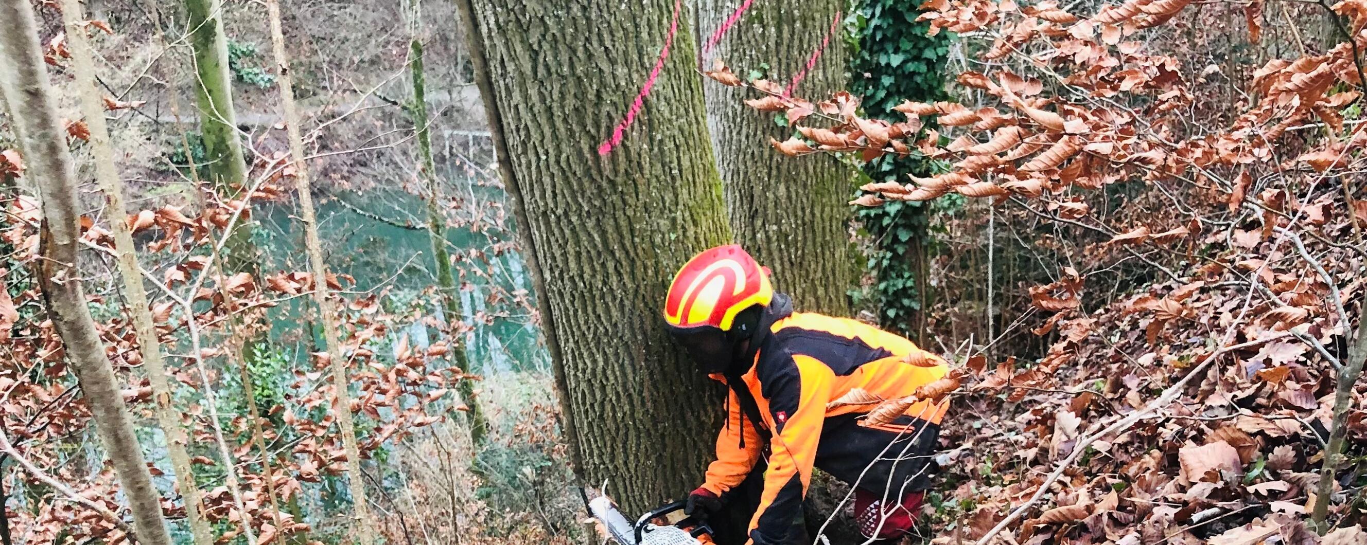 Schutzwaldpflegemassnahme Beugenbach, Meilen header image 1